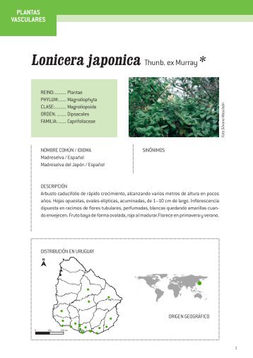 Lonicera japonica Thunb. ex Murray *