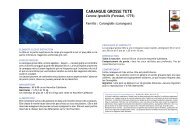 Caranx ignobilis - IFRECOR Nouvelle-CalÃ©donie