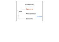 download pdf (Protozoa): Th. Holstein - ZMBH