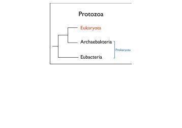 download pdf (Protozoa): Th. Holstein - ZMBH