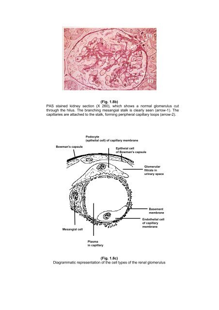 Essentials of Clinical Nephrology (Shorouk Press, Cairo, 2000, ISBN ...