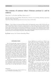 Awn anatomy of common wheat (Triticum aestivum L.) and its relatives