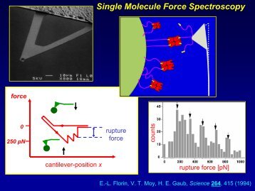 Single Molecule Force Spectroscopy