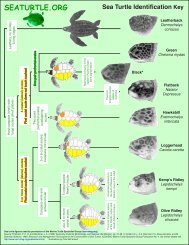 Sea Turtle ID - Reef