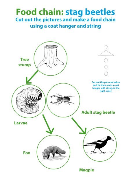 Food chain: stag beetles Biology Diagrams