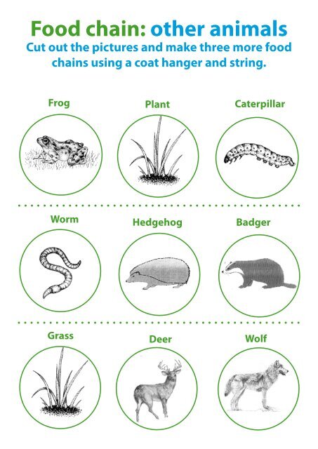 Food Biology Diagrams