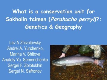 Genetic diversity of Parahucho perryi in Sakhalin and Iturup Islands ...