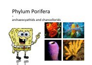 Phylum Porifera