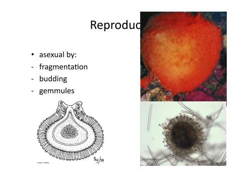 Phylum Porifera