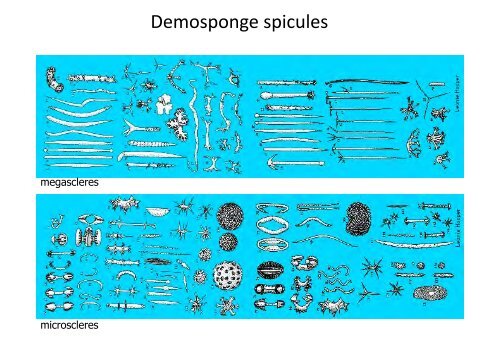 Phylum Porifera