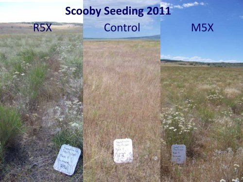 The Great Basin Native Plant Selection and Increase Project