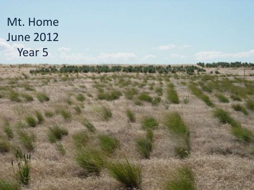 The Great Basin Native Plant Selection and Increase Project