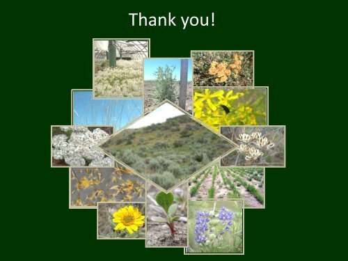 The Great Basin Native Plant Selection and Increase Project