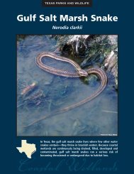 Gulf Salt Marsh Snake - The State of Water