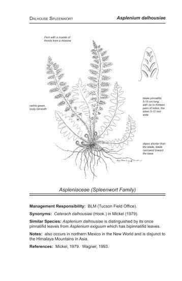 Asplenium dalhousiae