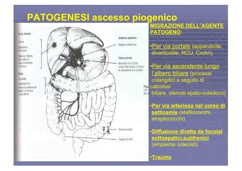 Ascesso epatico echinococco trauma