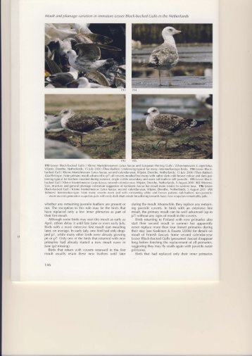 part 3 - Gull Research Organisation