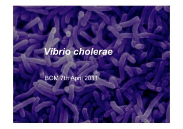 Vibrio cholerae.pdf - Academic lab pages - School of Biosciences