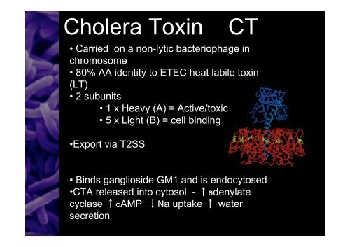 Vibrio cholerae.pdf - Academic lab pages - School of Biosciences