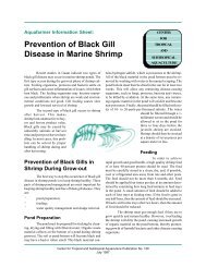 Prevention of Black Gill Disease in Marine Shrimp - CTSA