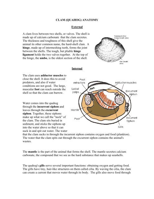 CLAM (QUAHOG) ANATOMY