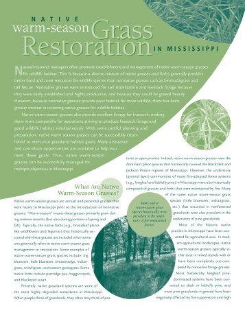 Native Warm Season Grass Restoration in Mississippi - MSUcares