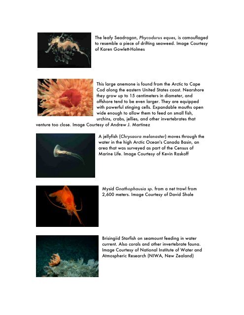 Census of Marine Life Iconic Images Captions and Credits