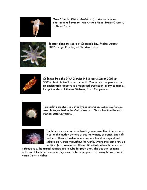 Census of Marine Life Iconic Images Captions and Credits