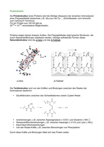 Proteinstruktur Als PrimÃ¤rstruktur eines Proteins wird die ... - herregger