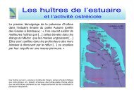 Les huÃ®tres de l'estuaire - Le Conservatoire de l'estuaire de la Gironde