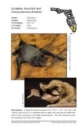 FLORIDA MASTIFF BAT Eumops glaucinus floridanus