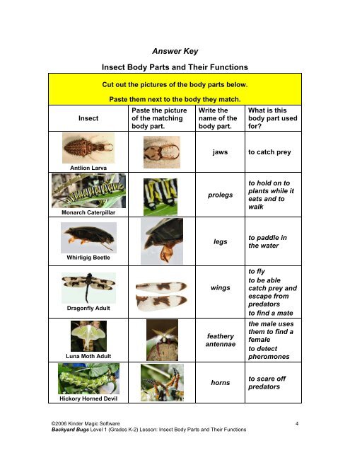 Answer Key Insect