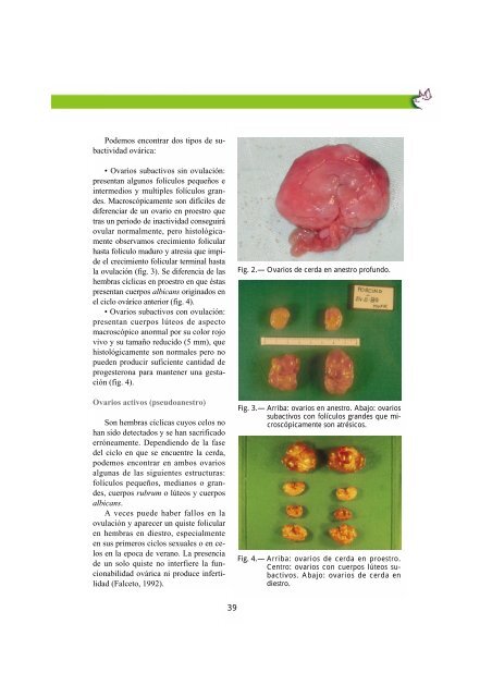 anestro como causa de esterilidad en la cerda - Asociación de ...