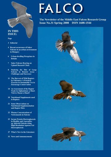 Issue No.31 Spring 2008 ISSN 1608-1544 IN THIS ISSUE: - Falcons