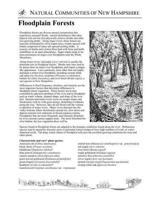 Floodplain Forests - New Hampshire Division of Forests and Lands