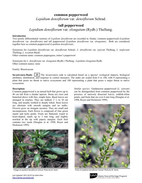 common pepperweed Lepidium densiflorum - University of Alaska