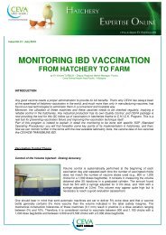 July - Monitoring IBD Vaccination From Hatchery - The Poultry Site