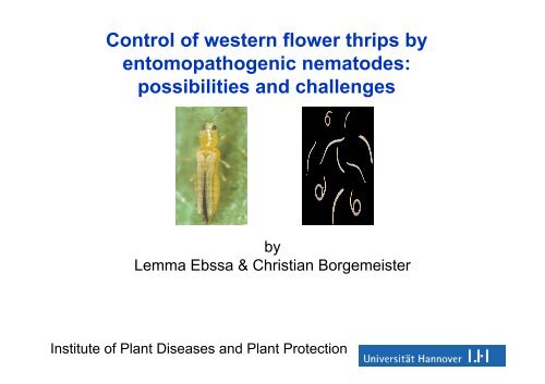 Control of western flower thrips by  - COST Action 850