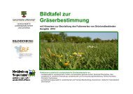 Bildtafel zur Gräserbestimmung - LLFG - Sachsen-Anhalt