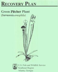 Green Pl tcher Plant - Herbarium