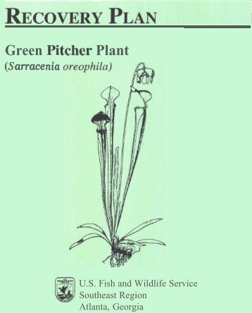 Green Pl tcher Plant - Herbarium