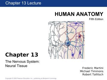 Chapter 13 - Neural Tissue