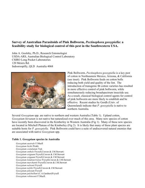 Survey of Australian Parasitoids of Pink Bollworm, Pectinophora ...