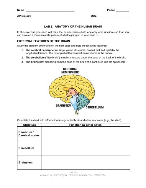 Brain Function Chart