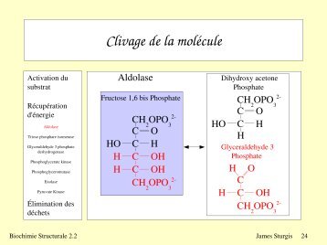 Clivage de la molÃ©cule - LISM