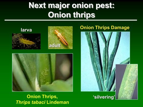 Insect management in onions