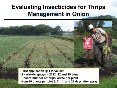 Insect management in onions