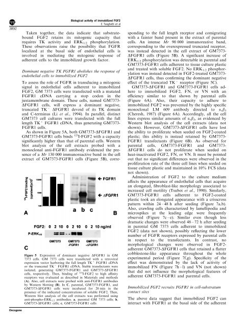 Biological activity of substrate-bound basic fibroblast growth factor ...
