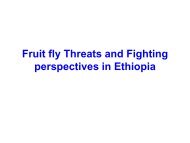 Fruit fly Research in Ethiopia - The Global Horticulture Initiative