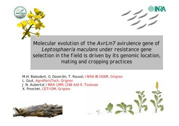 Molecular evolution of the AvrLm7 avirulence gene of ... - Inra